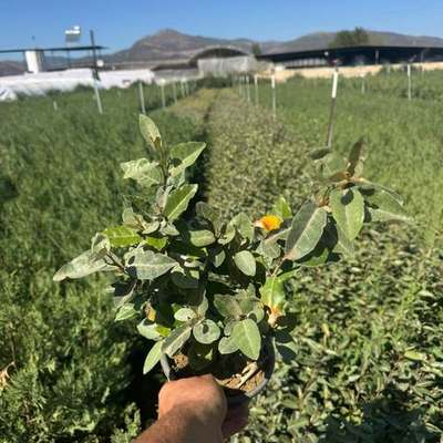 Elaeagnus (Silverberry) 7