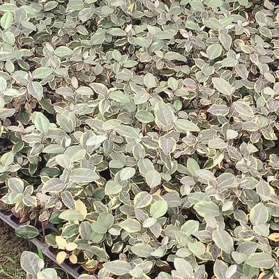 Elaeagnus (Silverberry) 8