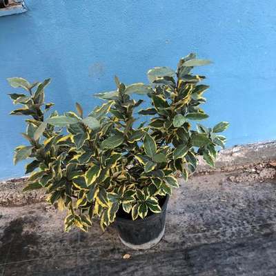 Elaeagnus (Silverberry) 9