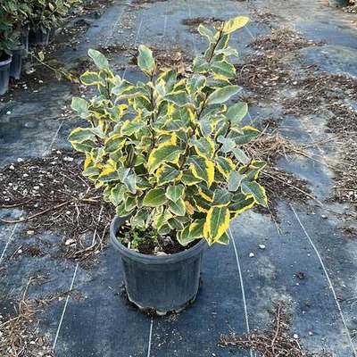 Elaeagnus (Silverberry) 10