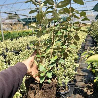 Elaeagnus (Silverberry) 11