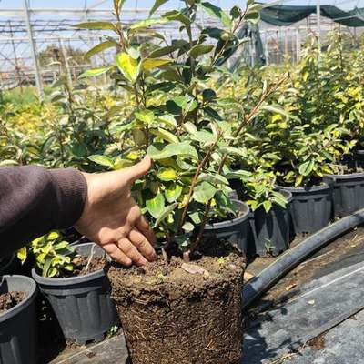 Elaeagnus (Silverberry) 12