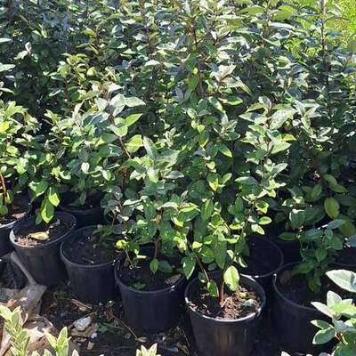 Elaeagnus (Silverberry) 13