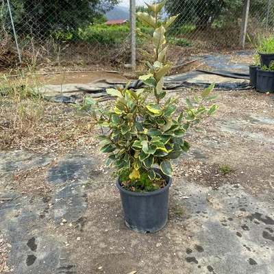 Elaeagnus (Silverberry) 14