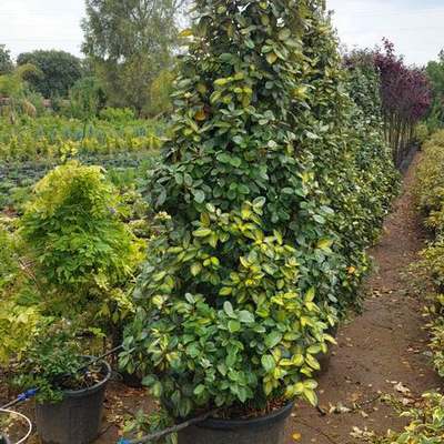 Elaeagnus (Silverberry) 15