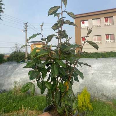 Elaeagnus (Silverberry) 16
