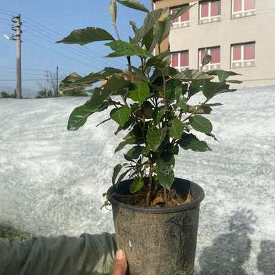 Elaeagnus (Silverberry) 17