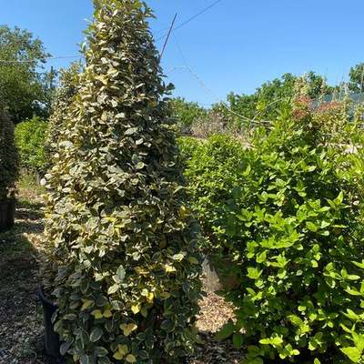 Elaeagnus (Silverberry) 18