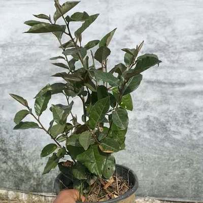 Elaeagnus (Silverberry) 19