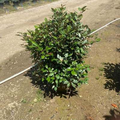 Elaeagnus (Silverberry) 20