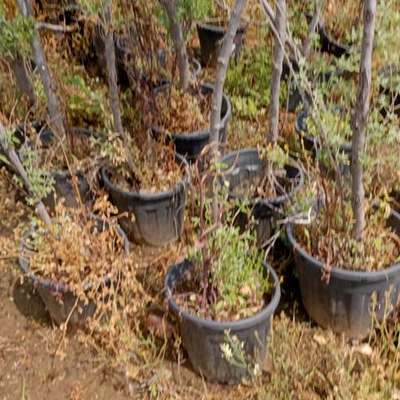 Elaeagnus (Silverberry) 21