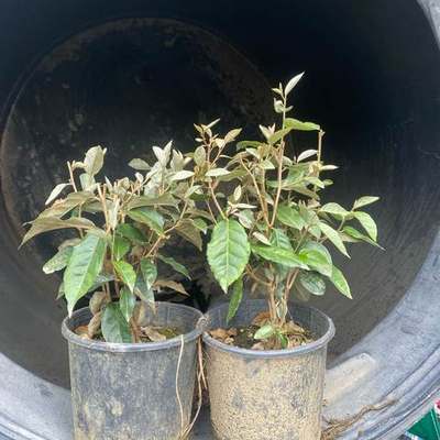 Elaeagnus (Silverberry) 22