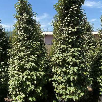 Elaeagnus (Silverberry) 23