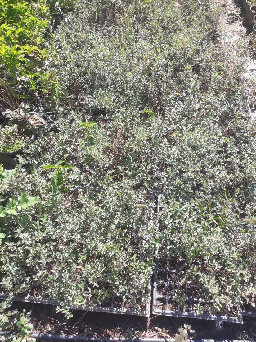 Spiraea (Spiraea spp.)