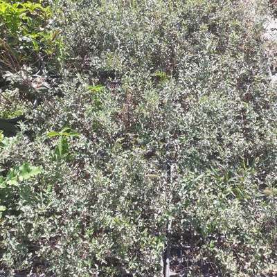 Spiraea (Spiraea spp.)