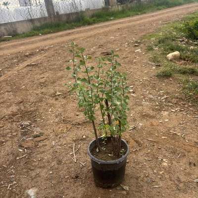 Spiraea 2