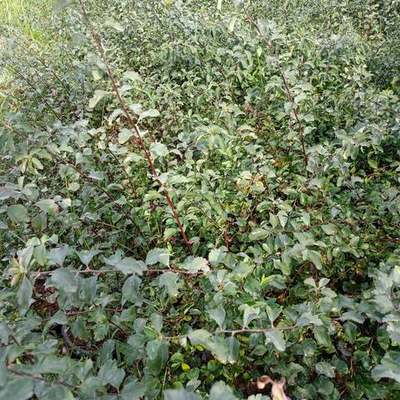 Spiraea 3