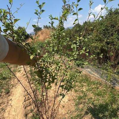 Spiraea 4