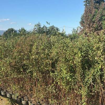 Spiraea 5