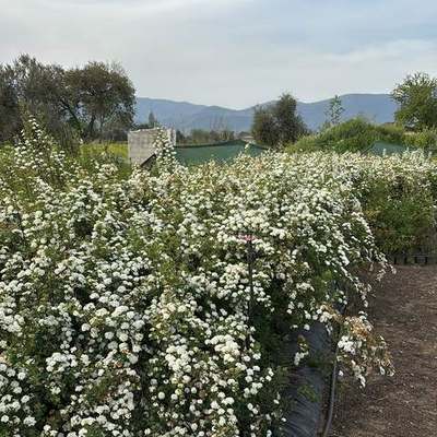 Spiraea 7