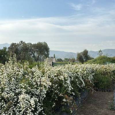 Spiraea 8