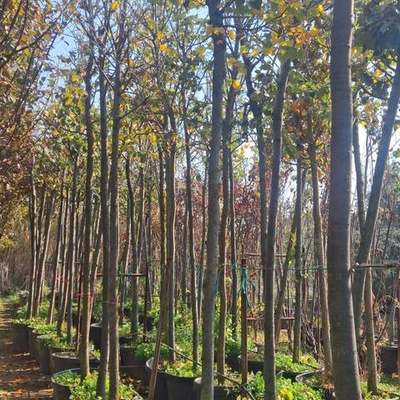 Linden (Lime Tree) (Tilia tomentosa, T. cordata)