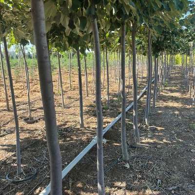 Linden (Lime Tree) 2