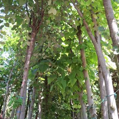 Linden (Lime Tree) 6