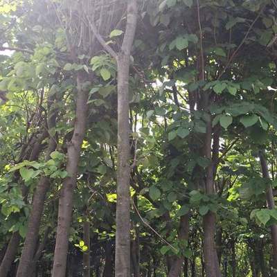 Linden (Lime Tree) 10