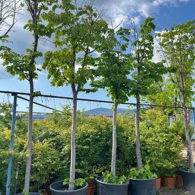 Linden (Lime Tree) 11