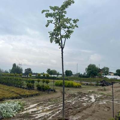 Linden (Lime Tree) 12
