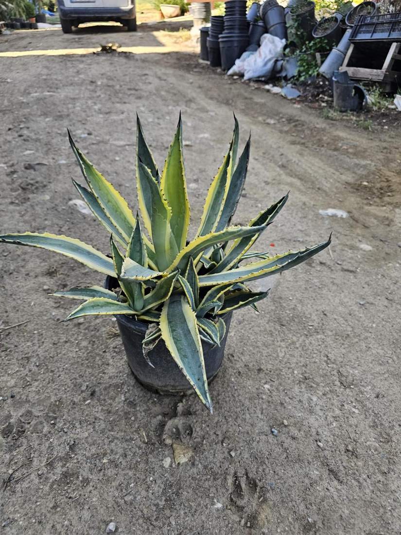 Cacti, Succulents & Agave (Cactaceae, Agave, Aloe)