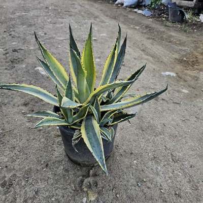 Cacti, Succulents & Agave (Cactaceae, Agave, Aloe)