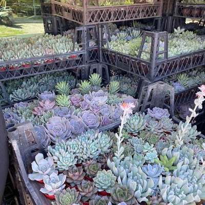 Cacti, Succulents & Agave 2