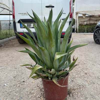 Cacti, Succulents & Agave 3