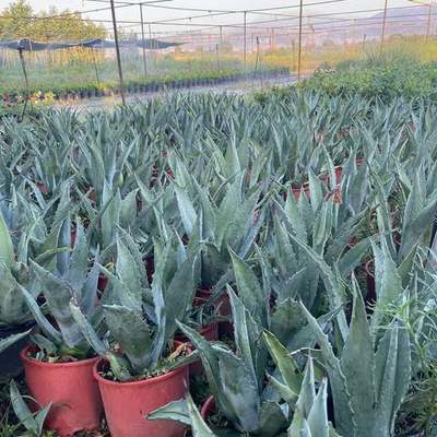 Cacti, Succulents & Agave 4