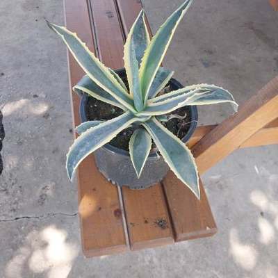 Cacti, Succulents & Agave 5
