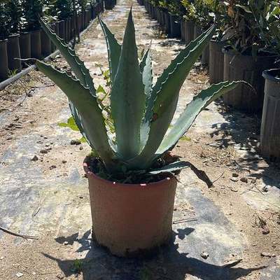 Cacti, Succulents & Agave 6