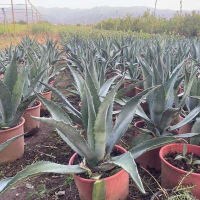 Cacti, Succulents & Agave 7