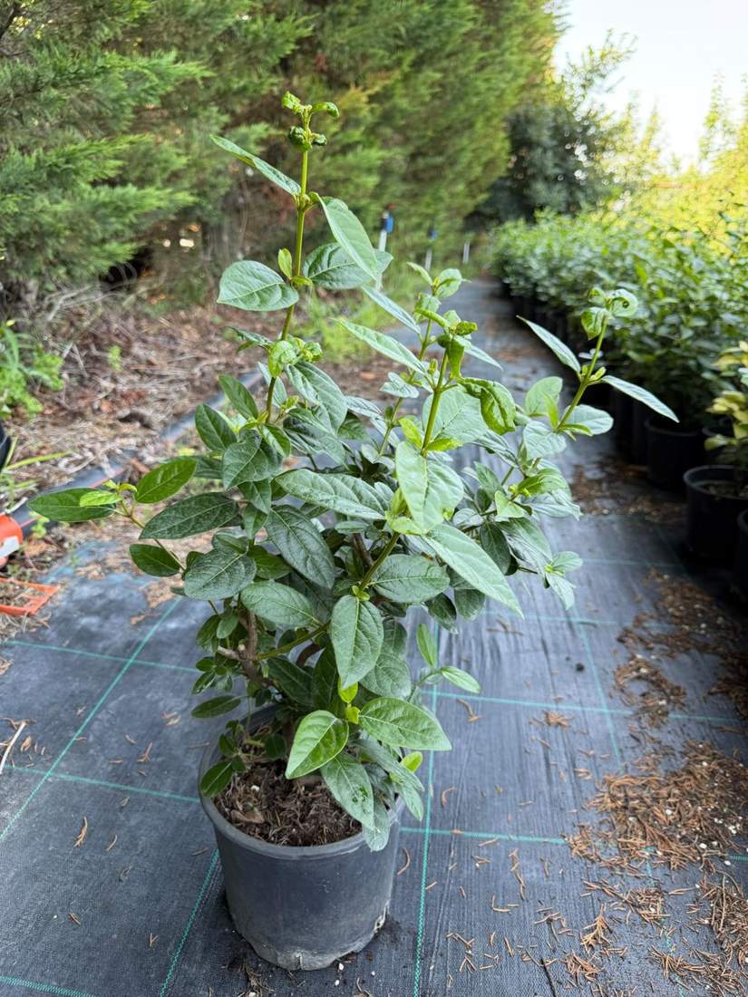 Viburnum (Viburnum tinus, V. odoratissimum)