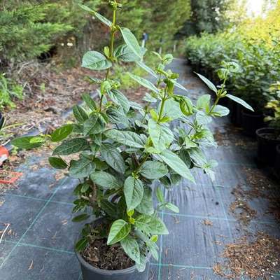 Viburnum (Viburnum tinus, V. odoratissimum)