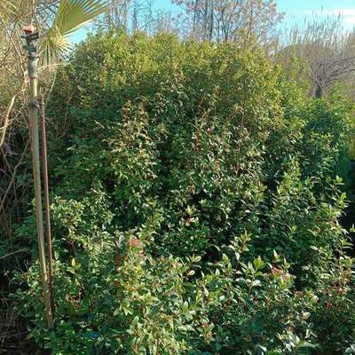 Viburnum 2