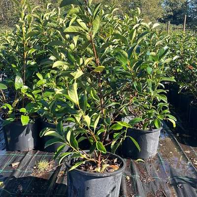 Viburnum 7