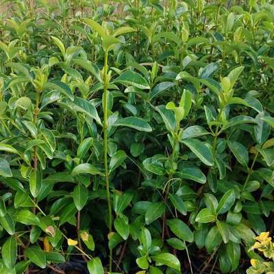 Viburnum 8