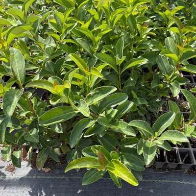 Viburnum 9