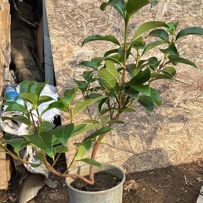 Viburnum 12