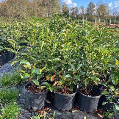 Viburnum 14