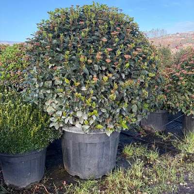 Viburnum 15