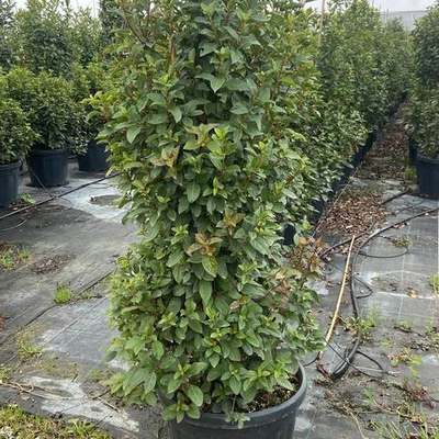 Viburnum 16