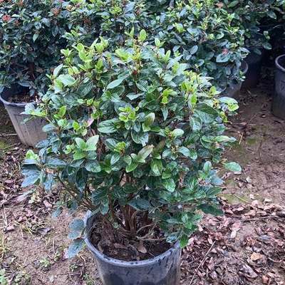 Viburnum 17